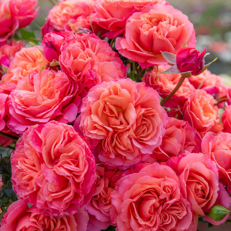 Rose Plant 'Coral Gardens'