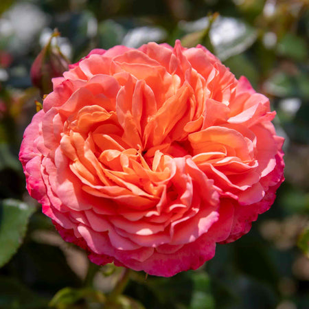 Rose Plant 'Coral Gardens'