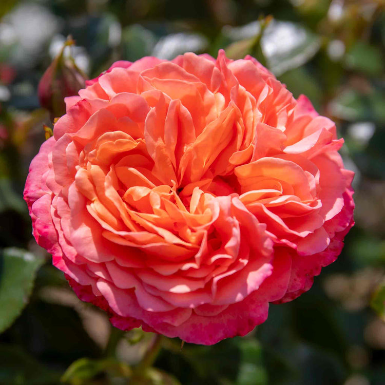 Rose Plant 'Coral Gardens'