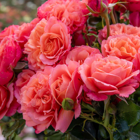 Rose Plant 'Coral Gardens'