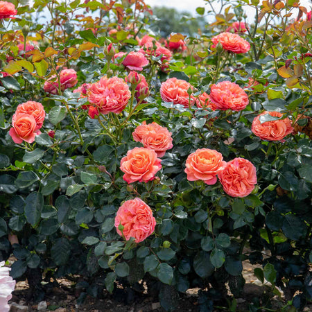 Rose Plant 'Coral Gardens'