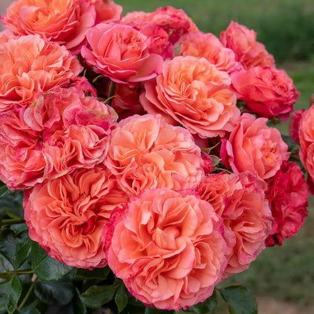 Rose Plant 'Coral Gardens'