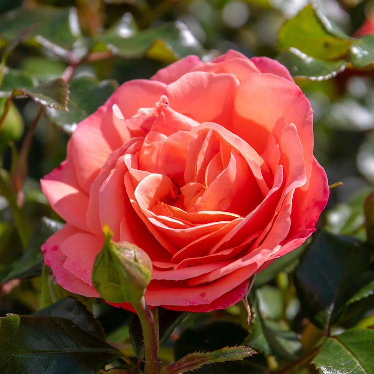 Rose Plant 'Coral Gardens'