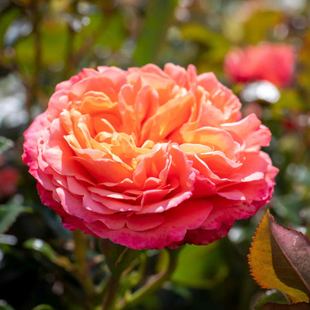 Rose Plant 'Coral Gardens'