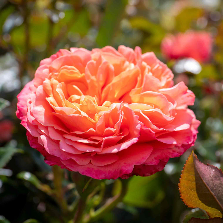 Rose Plant 'Coral Gardens'
