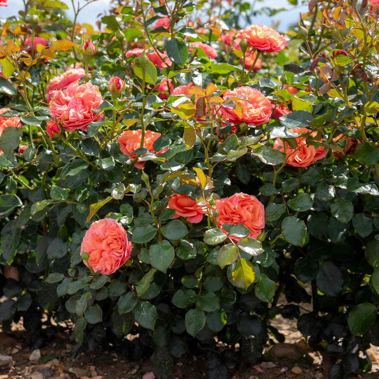 Rose Plant 'Coral Gardens'