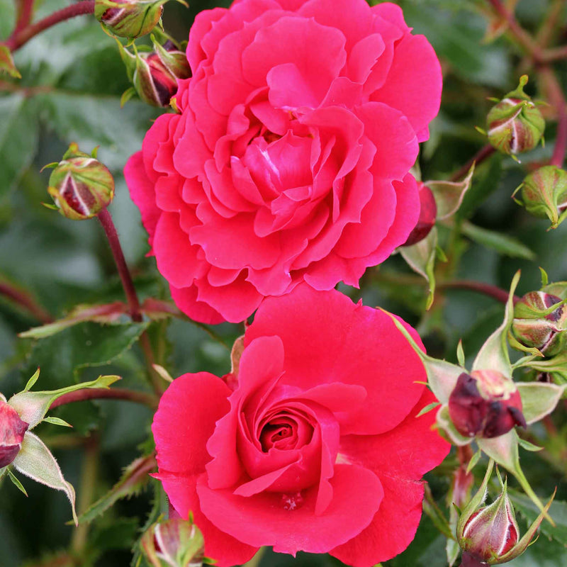 Rose Flower Carpet 'Ruby' (Ground Cover)