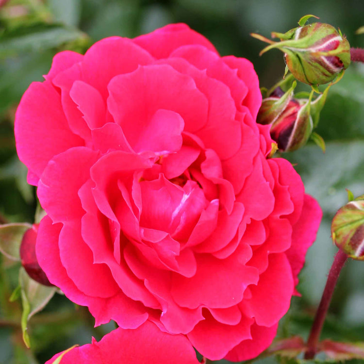 Rose Flower Carpet 'Ruby'