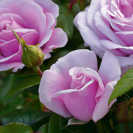 Rose Plant 'Hopes and Dreams'