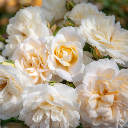 Rose 'Queens Jubilee'