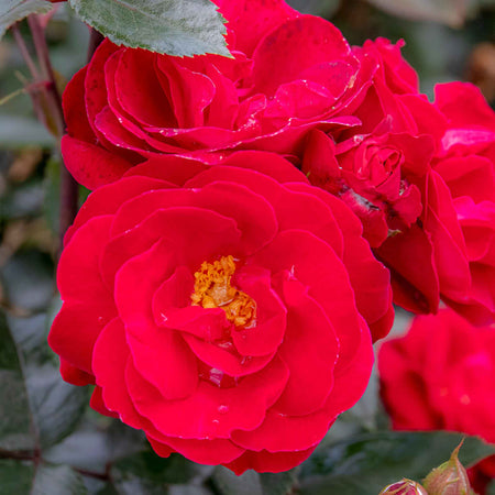 Rose 'Sweet Wishes'