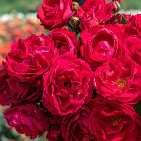 Rose 'Sweet Wishes'