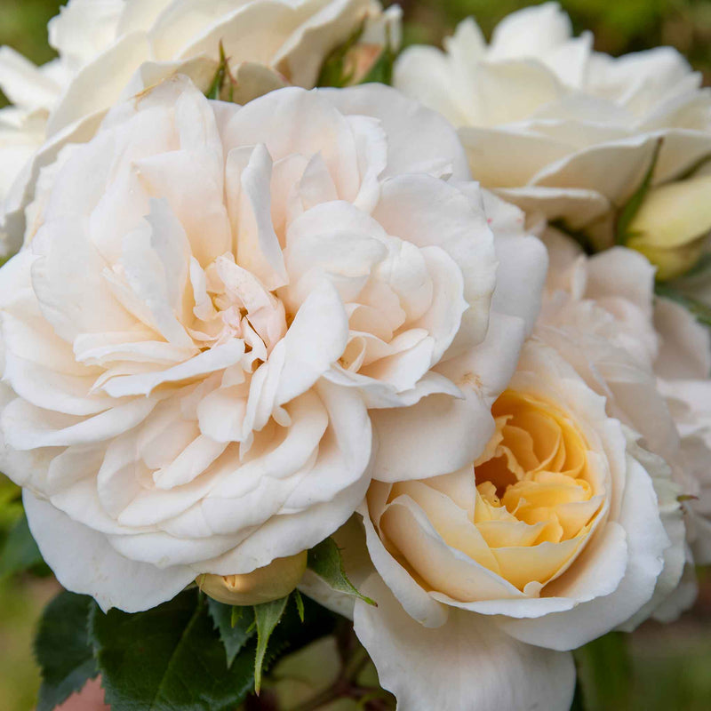 Rose 'Queens Jubilee'