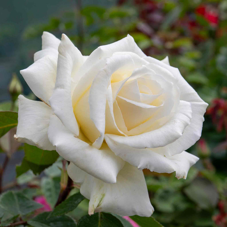 Rose Bush Plant 'Ice Cream'