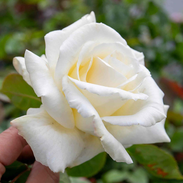 Rose Bush Plant 'Ice Cream'