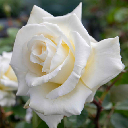 Rose Bush Plant 'Ice Cream'