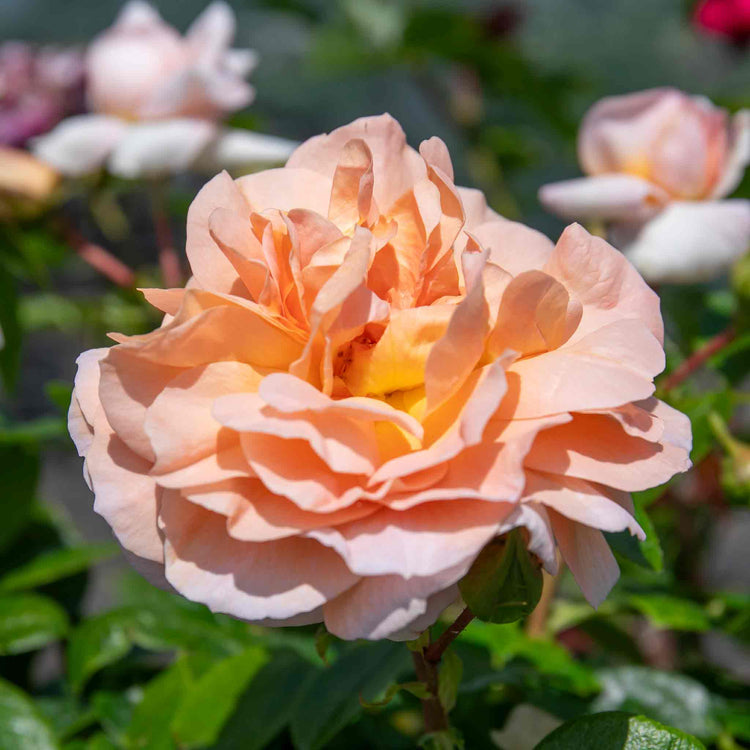 Rose Bush Plant 'It's A Wonderful Life'