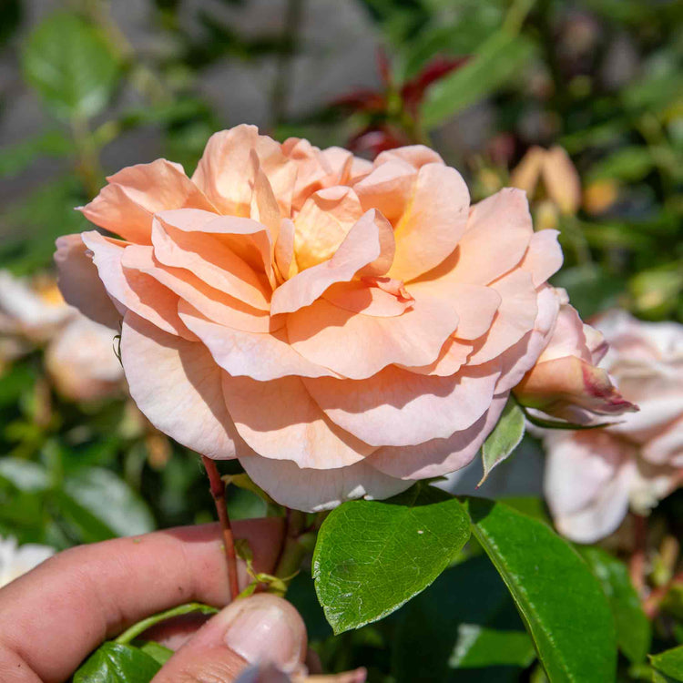 Rose Bush Plant 'It's A Wonderful Life'