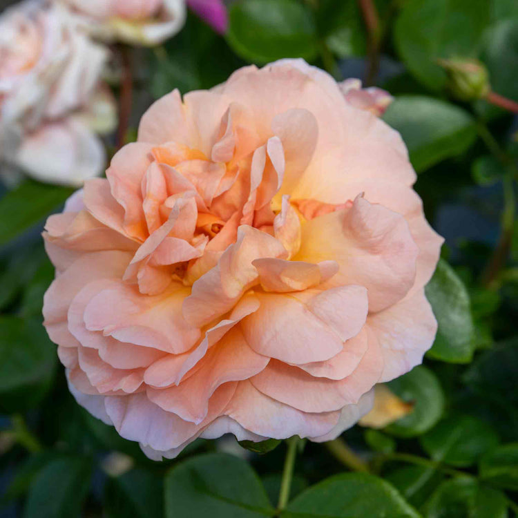 Rose Bush Plant 'It's A Wonderful Life'