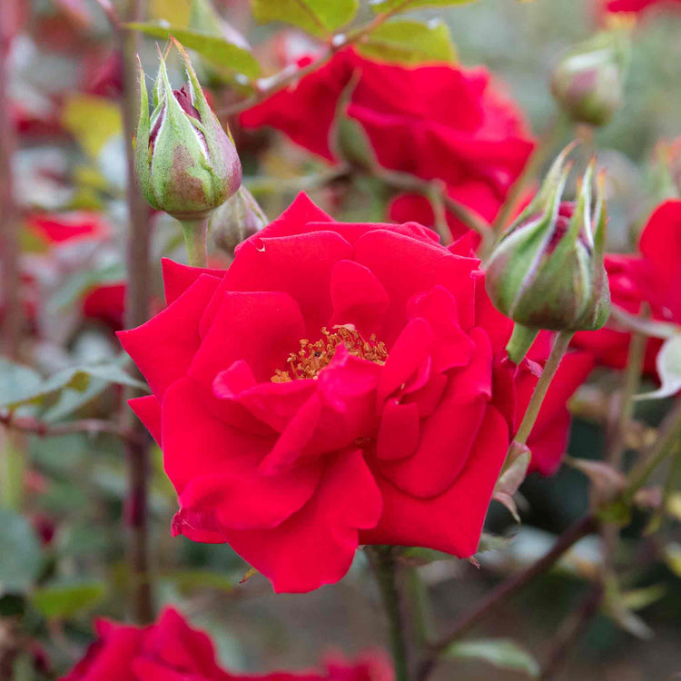 Rose 'Love Knot'