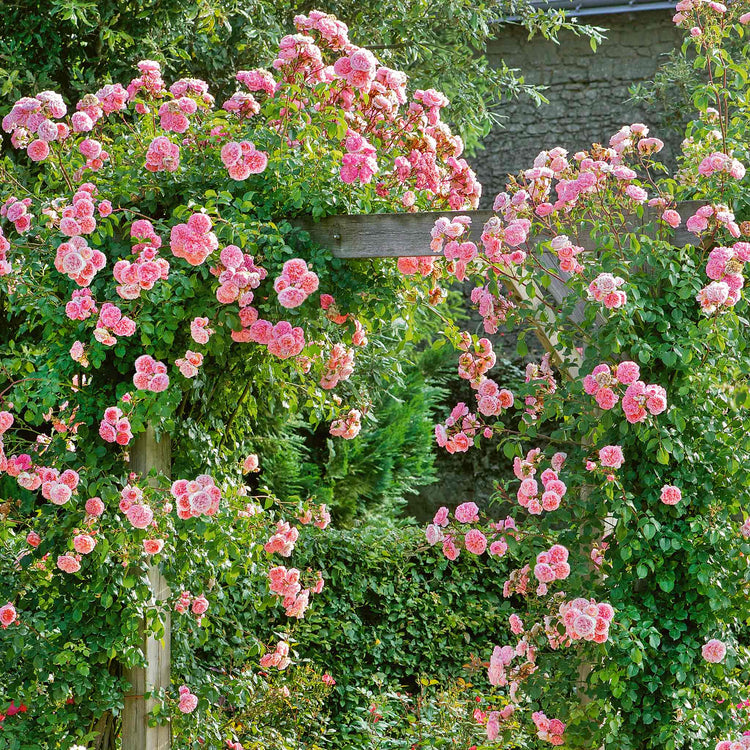 Pitoraize Rouses Rose 'Pirouette' | Marshalls Garden