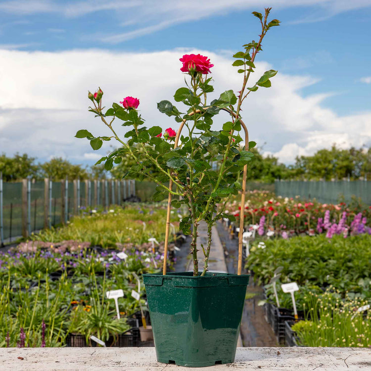 Rose ‘Starlight Express’ (Climbing Rose)