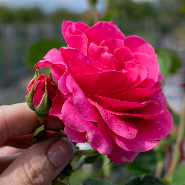 Rose ‘Starlight Express’ (Climbing Rose)