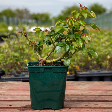 Rose ‘Super Trouper’ (Floribunda Rose)