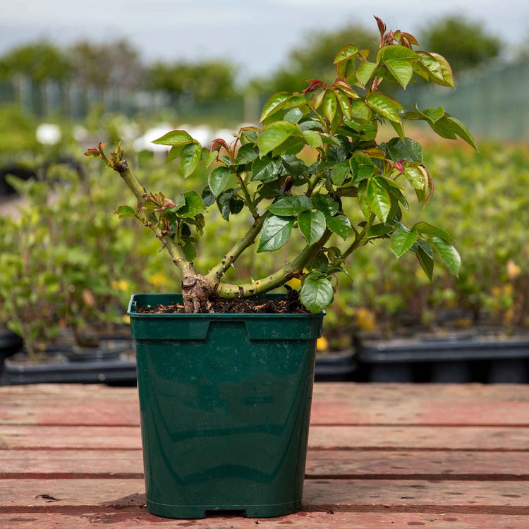 Rose ‘Super Trouper’ (Floribunda Rose)