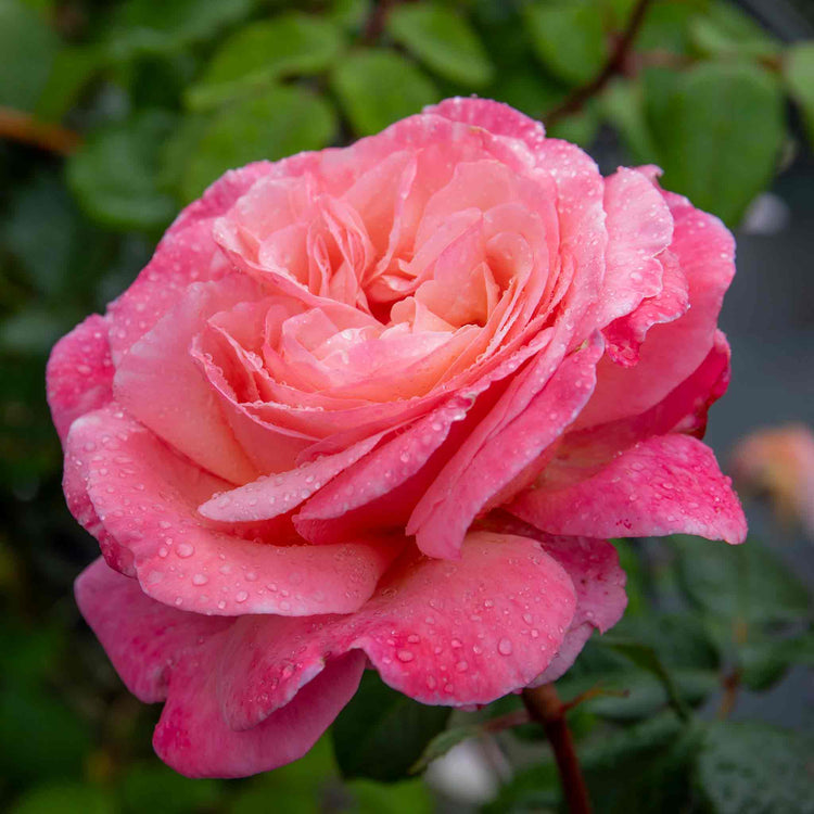 Rose Plant 'Sweet Romantica'