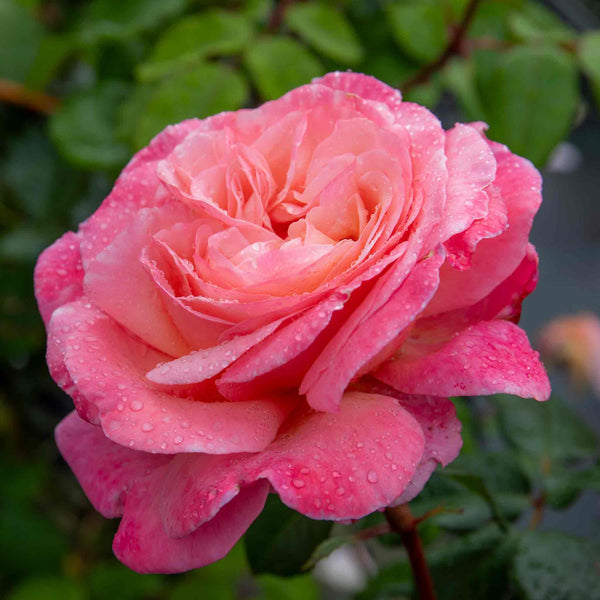 Rose Plant 'Sweet Romantica'