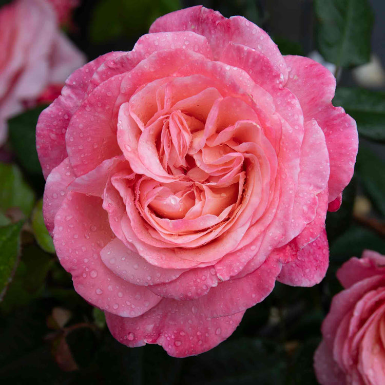 Rose Plant 'Sweet Romantica'