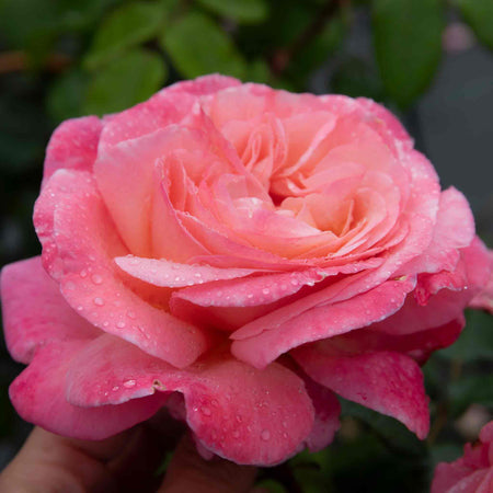 Rose Plant 'Sweet Romantica'