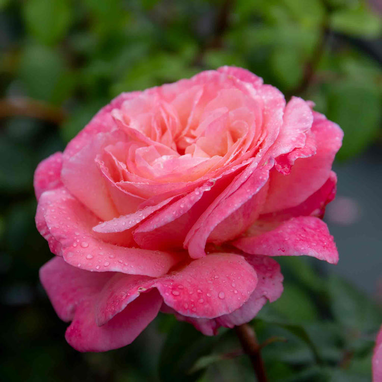 Rose Plant 'Sweet Romantica'