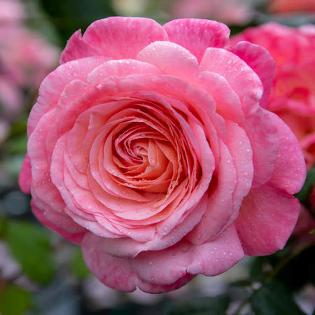 Rose Plant 'Sweet Romantica'