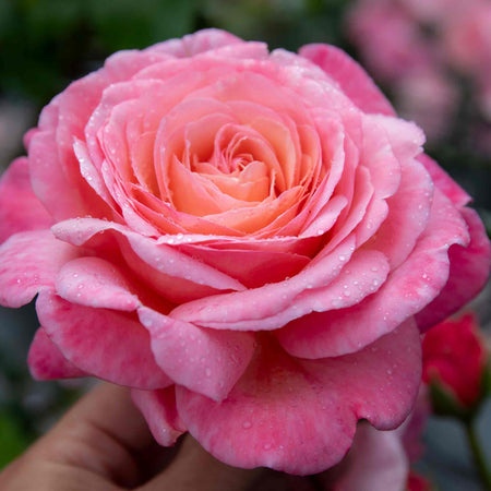 Rose Plant 'Sweet Romantica'