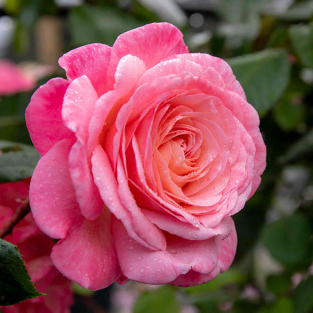 Rose Plant 'Sweet Romantica'