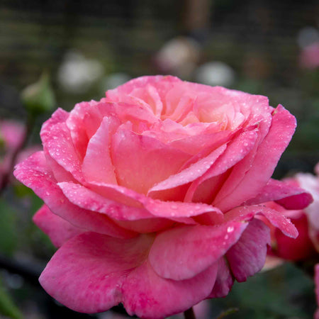 Rose Plant 'Sweet Romantica'