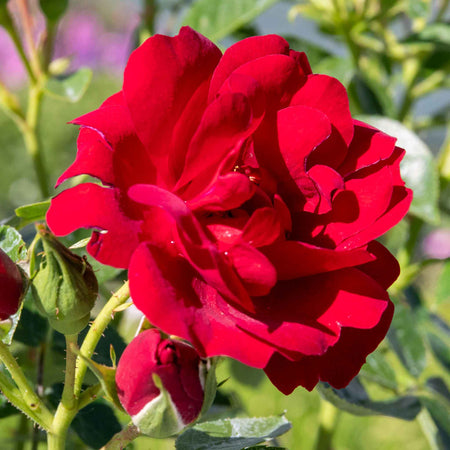 Rose 'Sweet Wishes'