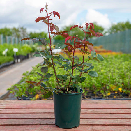 Rose Bush 'Timeless Charisma'