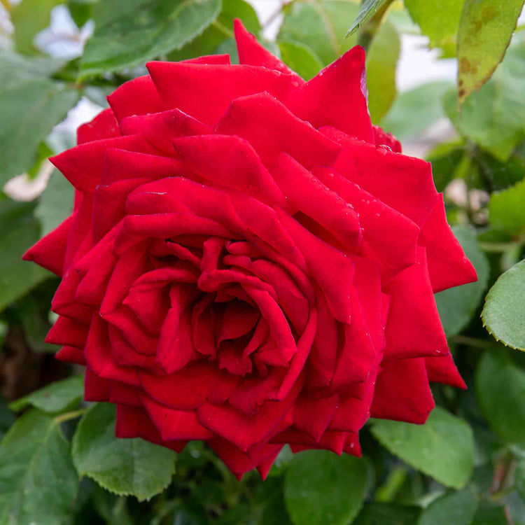 Rose Bush Plant 'Loving Memory'