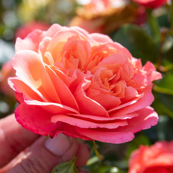 Rose of the Year Collection