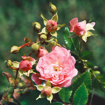 Rose 'The Fairy'