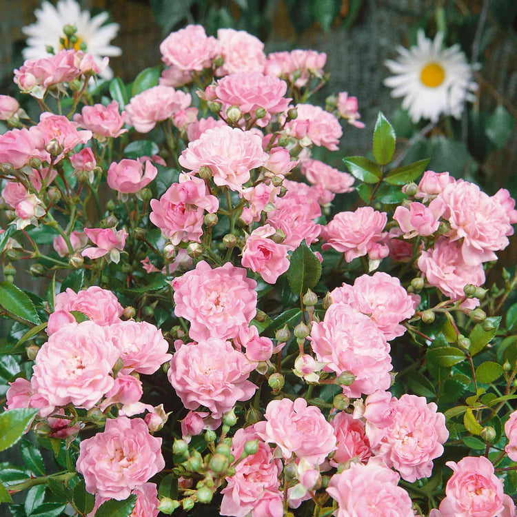 Rose 'The Fairy'