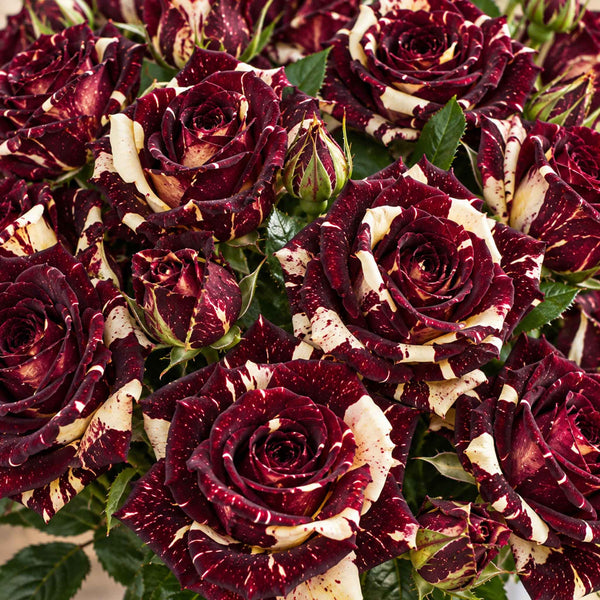 Rose ‘Abracadabra’ (Floribunda Rose)
