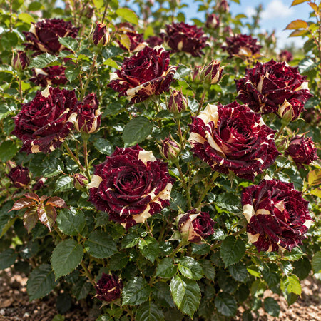 Floribunda Rose Collection