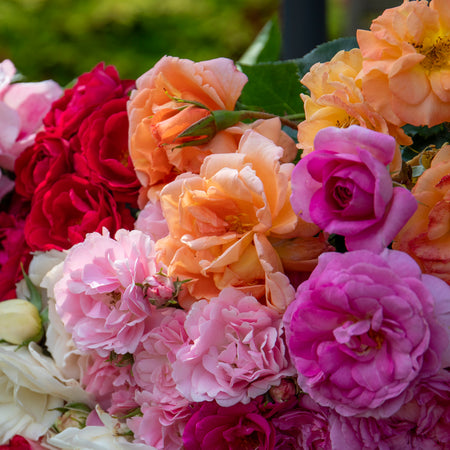 Cottage Garden Rose Collection