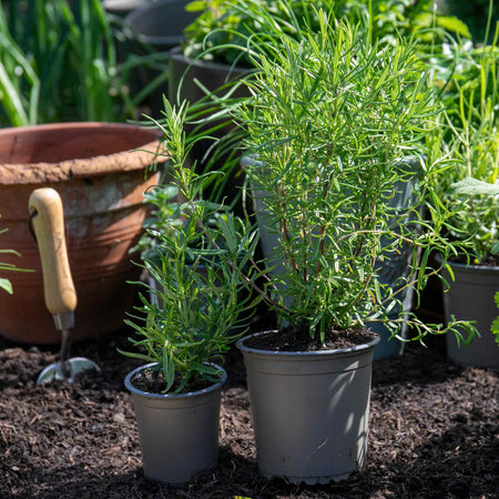 Rosemary Plant 'Salvia Rosmarinus'