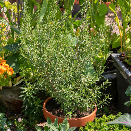 Rosemary Plant 'Salvia Rosmarinus'