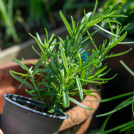 Rosemary Plant 'Salvia Rosmarinus'